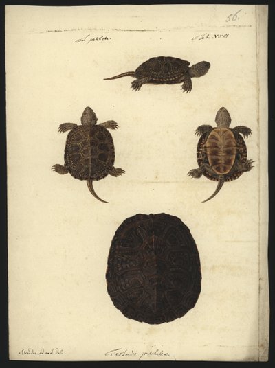 Emys orbicularis by Friedrich Wilhelm Wunder